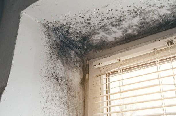 Affordable Attic Mold Remediation solutions in Maugansville, MD